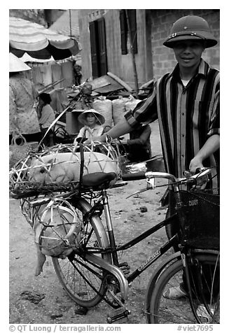 Man with a newly bought pig loaded on his bicycle, That Khe market. Northest Vietnam (black and white)