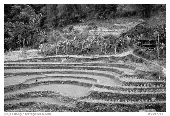 Rice terraces. Northeast Vietnam (black and white)