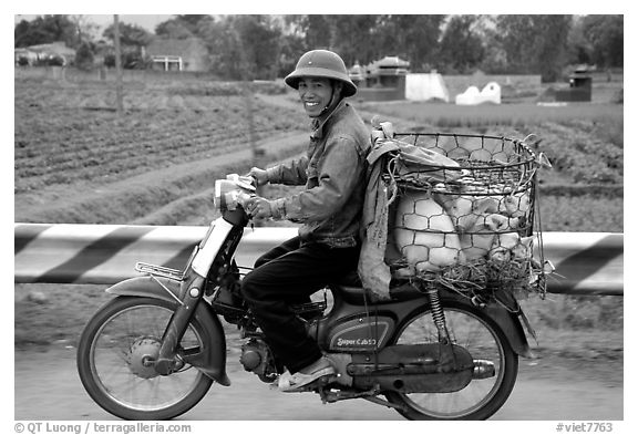 Motorcyclist carrying live pigs. Vietnam (black and white)