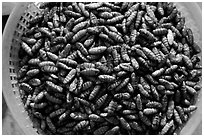 A dish of insect larvae, Son La. Northwest Vietnam (black and white)