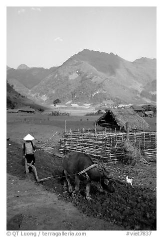 Woman plows a field  close to a hut, near Tuan Giao. Northwest Vietnam (black and white)
