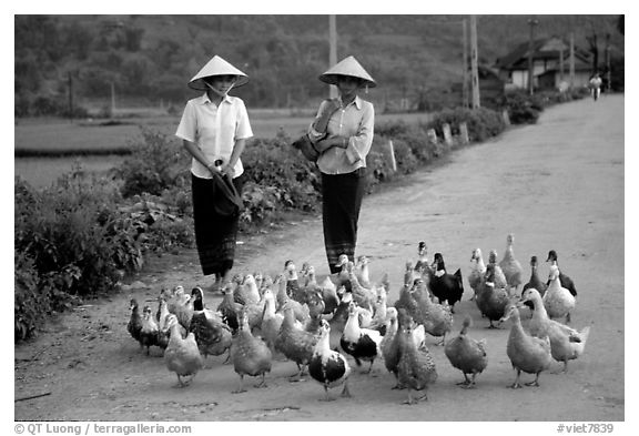 Thai women herding ducks, Tuan Giao. Northwest Vietnam (black and white)