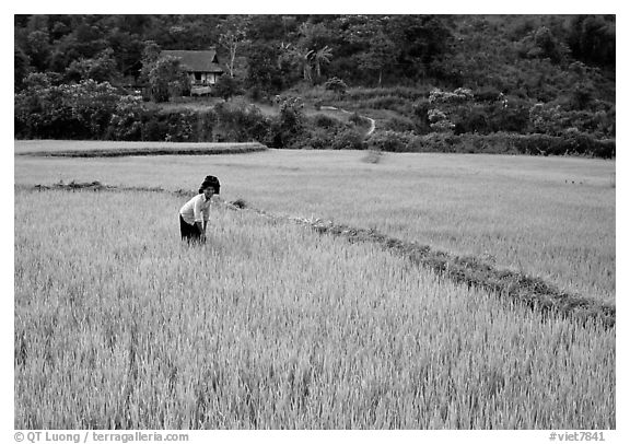 Thai woman tending to the rice fields, Tuan Giao. Northwest Vietnam (black and white)