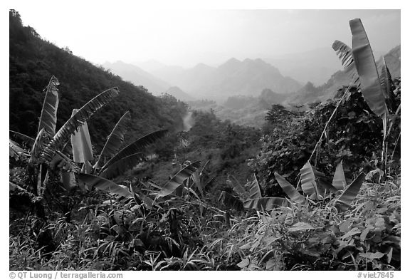Banana leaves and mountains, between Lai Chau and Tam Duong. Northwest Vietnam