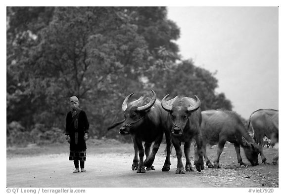 Boy keeping water buffaloes. Sapa, Vietnam (black and white)