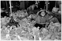 Live ducks for sale, district 6. Cholon, Ho Chi Minh City, Vietnam ( black and white)