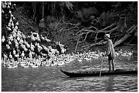 Herding a flock a ducks, near Long Xuyen. Mekong Delta, Vietnam (black and white)