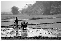 Working the rice field with a water buffalo in the mountains. Vietnam (black and white)