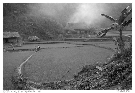 Rice cultures at a mountain village. Vietnam (black and white)