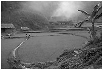 Rice cultures at a mountain village. Vietnam (black and white)