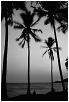 Palm trees swaying in the breeze at sunset. Hong Chong Peninsula, Vietnam (black and white)