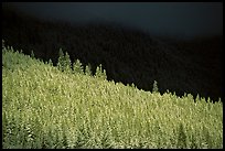Conifer forest in storm light. Banff National Park, Canadian Rockies, Alberta, Canada (color)
