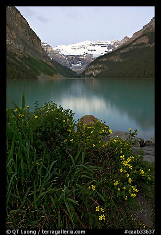 Yellow flowers, Victoria Peak, and green-blue Lake Louise, dawn. Banff National Park, Canadian Rockies, Alberta, Canada (color)