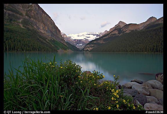 Yellow flowers, Victoria Peak, and Lake Louise, dawn. Banff National Park, Canadian Rockies, Alberta, Canada (color)