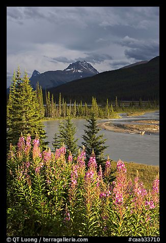 Fireweed, river, and approaching storm. Banff National Park, Canadian Rockies, Alberta, Canada