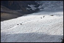 Distant view of snowcoaches transporting tourists on the Athabasca Glacier. Jasper National Park, Canadian Rockies, Alberta, Canada (color)