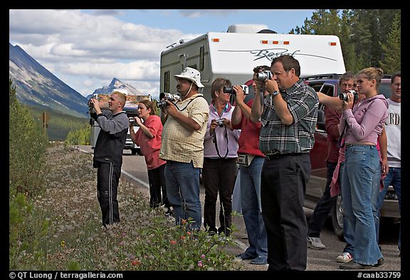 Tourists lined up on Icefields Parkway to photograph wildlife. Jasper National Park, Canadian Rockies, Alberta, Canada