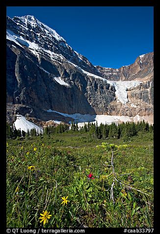 Wildflowers on Cavell Meadows, and Mt Edith Cavell. Jasper National Park, Canadian Rockies, Alberta, Canada