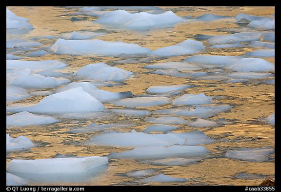 Close-up of icebergs floating in reflected yellow light. Jasper National Park, Canadian Rockies, Alberta, Canada (color)
