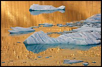 Icebergs and gold reflections, Cavel Pond. Jasper National Park, Canadian Rockies, Alberta, Canada