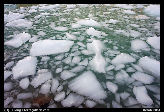 Iceberg tile, Cavell Pond. Jasper National Park, Canadian Rockies, Alberta, Canada