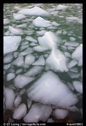 Tile of icebergs, Cavel Pond. Jasper National Park, Canadian Rockies, Alberta, Canada