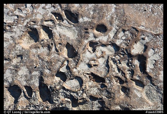 Alveoles in rock, Dinosaur Provincial Park. Alberta, Canada (color)