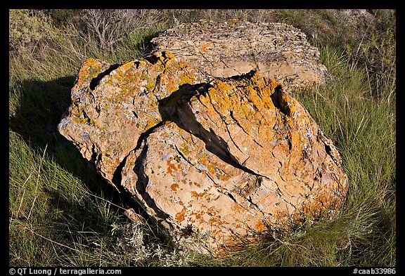 Rock with lichen lying in grass, Dinosaur Provincial Park. Alberta, Canada (color)