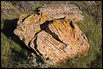 Rock with lichen lying in grass, Dinosaur Provincial Park. Alberta, Canada