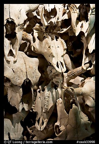 Stack of buffalo skulls, Head-Smashed-In Buffalo Jump. Alberta, Canada (color)