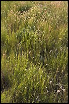 Prairie Grass. Alberta, Canada