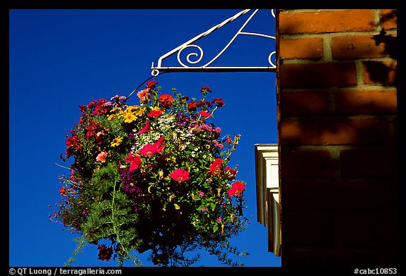 Hanging basket of flowers. Victoria, British Columbia, Canada