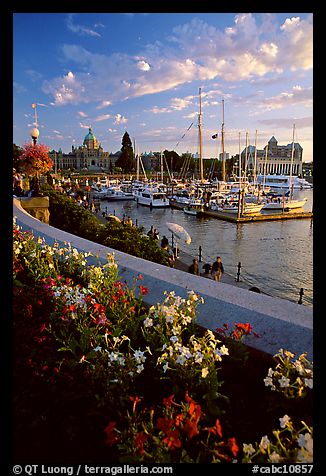 Flowers and Inner Harbour at sunset. Victoria, British Columbia, Canada