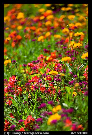 Colorful annuals with out of focus background. Butchart Gardens, Victoria, British Columbia, Canada