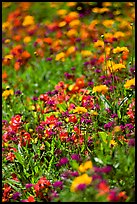 Colorful annuals with out of focus background. Butchart Gardens, Victoria, British Columbia, Canada (color)