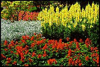 Patches of flowers. Butchart Gardens, Victoria, British Columbia, Canada (color)