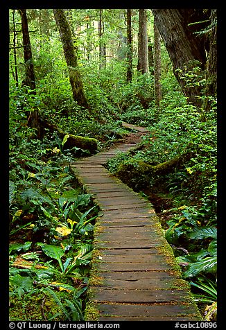 Boardwalk in rain forest. Pacific Rim National Park, Vancouver Island, British Columbia, Canada (color)