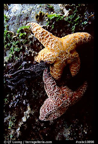 Sea stars clinging to a rock. Pacific Rim National Park, Vancouver Island, British Columbia, Canada (color)