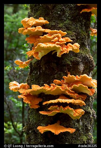 Chicken of the Woods mushroom on tree,  Uclulet. Vancouver Island, British Columbia, Canada