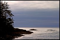 Trees and silvery light on Ocean, late afternoon. Pacific Rim National Park, Vancouver Island, British Columbia, Canada ( color)