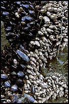 Mussels, South Beach. Pacific Rim National Park, Vancouver Island, British Columbia, Canada (color)