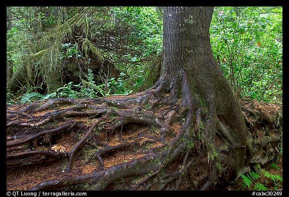 Tree growing on a nurse log. Pacific Rim National Park, Vancouver Island, British Columbia, Canada (color)