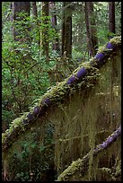 Moss in rain forest. Pacific Rim National Park, Vancouver Island, British Columbia, Canada (color)