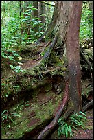 Nurse log and tree. Pacific Rim National Park, Vancouver Island, British Columbia, Canada