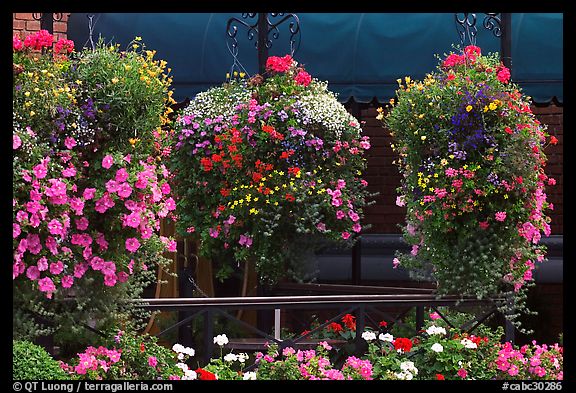 Hanging Flower baskets. Victoria, British Columbia, Canada (color)
