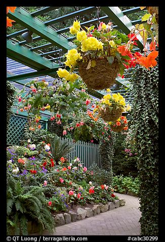 Hanging baskets with begonias and fuchsias. Butchart Gardens, Victoria, British Columbia, Canada (color)