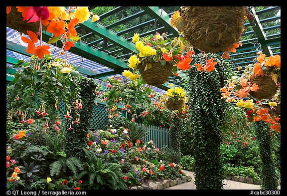 Bower overflowing with hanging baskets of begonias and fuchsias. Butchart Gardens, Victoria, British Columbia, Canada