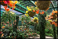 Bower overflowing with hanging baskets of begonias and fuchsias. Butchart Gardens, Victoria, British Columbia, Canada (color)