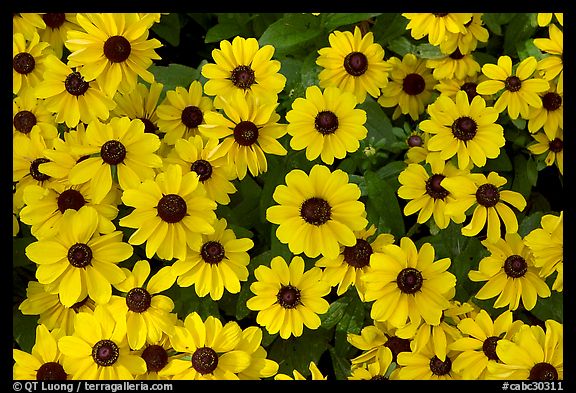 Yellow+daisies+pictures