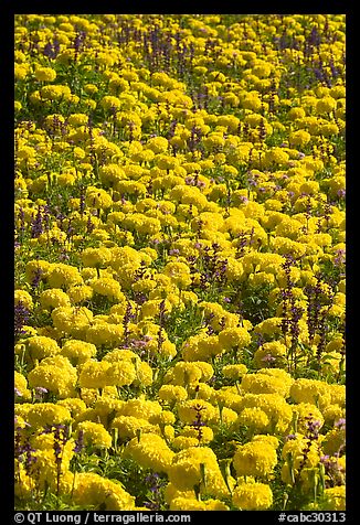 Marigolds. Butchart Gardens, Victoria, British Columbia, Canada (color)